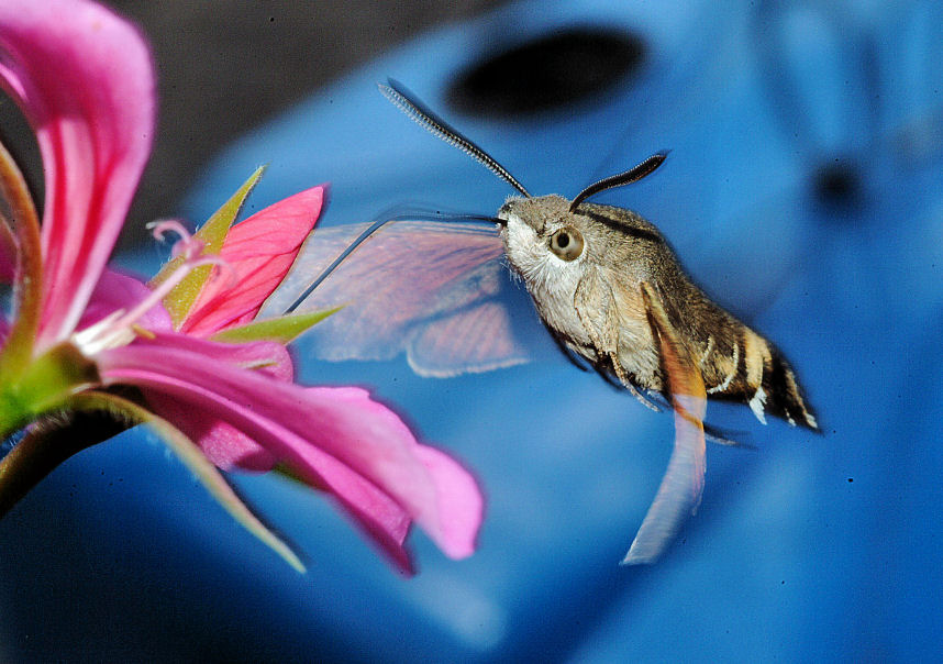 Macroglossa stellatarum